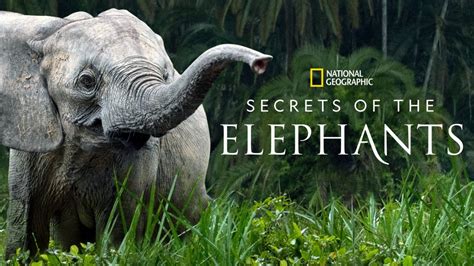 secrets of the elephants myflixer|Secrets of the Elephants .